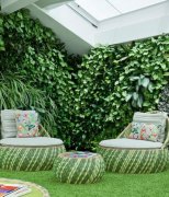 室内绿植设计(室内植物景观设计案例)